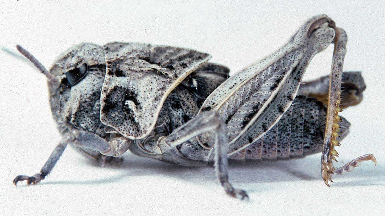  Fig. 5, fifth instar: BL 13.5-19 mm FL 8-10 mm AS 21-23 