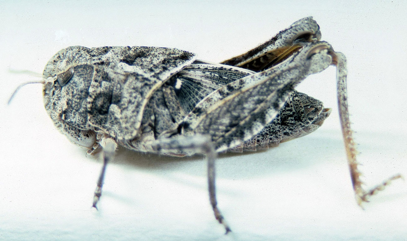  Fig. 6, sixth instar: BL 18-24 mm, FL 11-14 mm, AS 24-25 