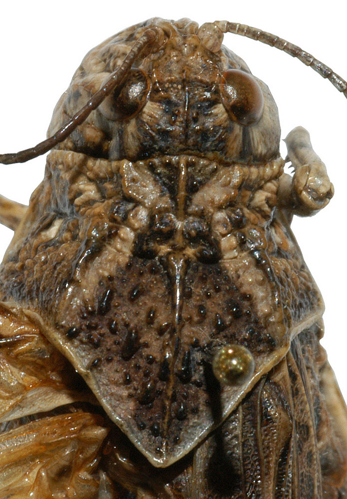  Fig. 9, dorsal pronotum 