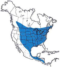  Geographic range of  Chortophaga viridifasciata  (DeGeer) 