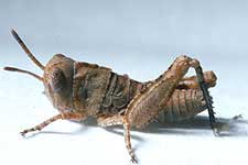  Fig. 1, first instar: BL 7.8 mm, FL 3.8 mm, AS 13-14 