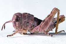  Fig. 2, second instar: BL 6.1-8.5 mm, FL 3.9-4.5 mm, AS 14-16 