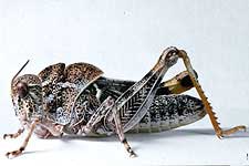  Fig. 6, sixth instar females: BL 28-31 mm, FL 14-15 mm, AS 25-26;  males BL 25-25.5 mm, FL 13-13.6 mm, AS 25 