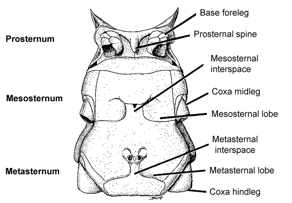 Glossary | Grasshoppers of the Western U.S.