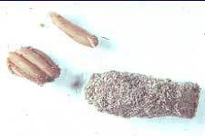  Fig. 10, egg pod and several loose eggs 