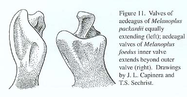  Fig. 11, valves of aedegus of  Melanoplus packardii  equally extending (left); aedegal valves of  Melanoplus foedus  inner valve extends beyond outer valve (right) 