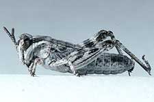  Fig. 2, second instar: BL 4.9-7.5 mm, FL 3.5-3.7 mm, AS 14-15 