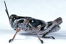  Fig. 5, fifth instar: BL 15-18.5 mm, FL 8.7-10.5 mm, AS 22-23 