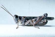  Fig. 7, adult solitary male BL 19.5-21 mm, FL 10-11.3 mm, AS 23-24 