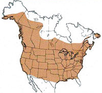  Geographic range of  Melanoplus sanguinipes  (Fabricius) 