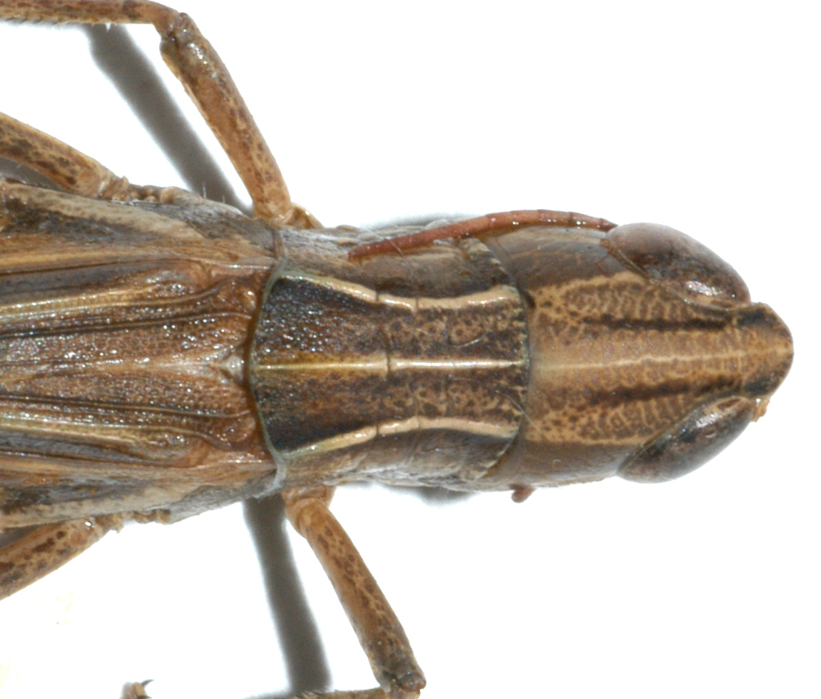  Fig. 3, dorsal view of pronotum 