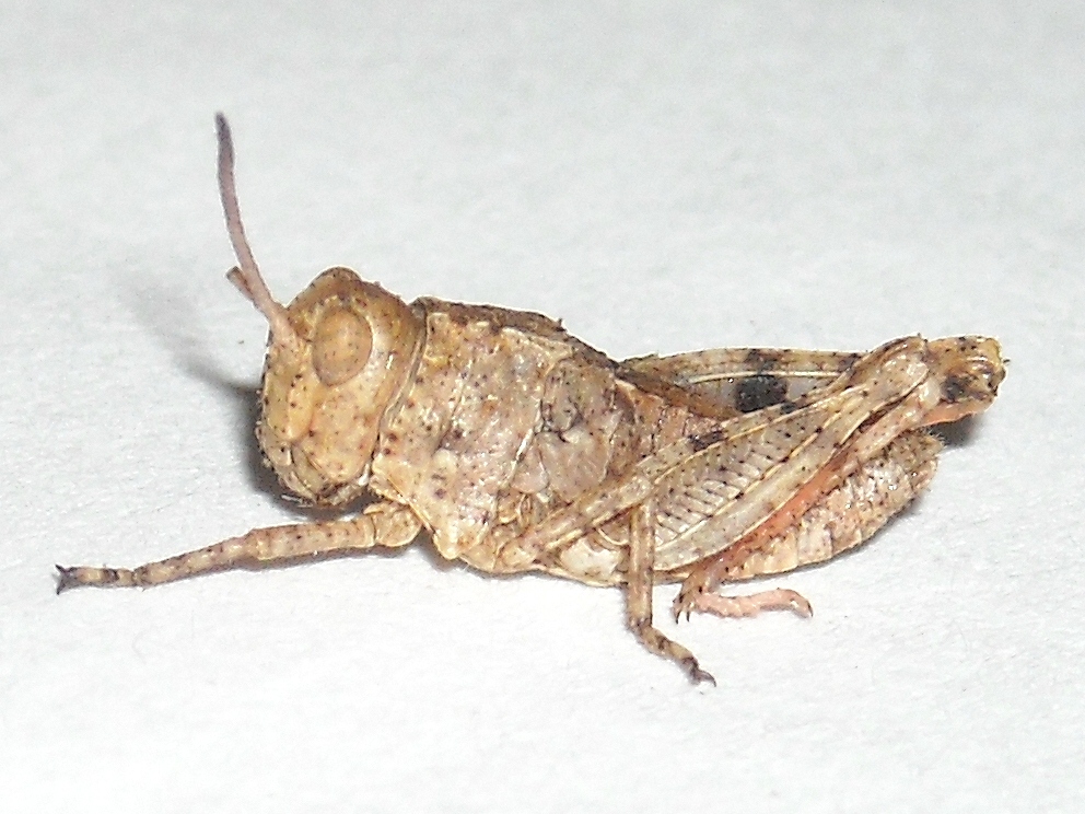  Fig. 1, third instar 