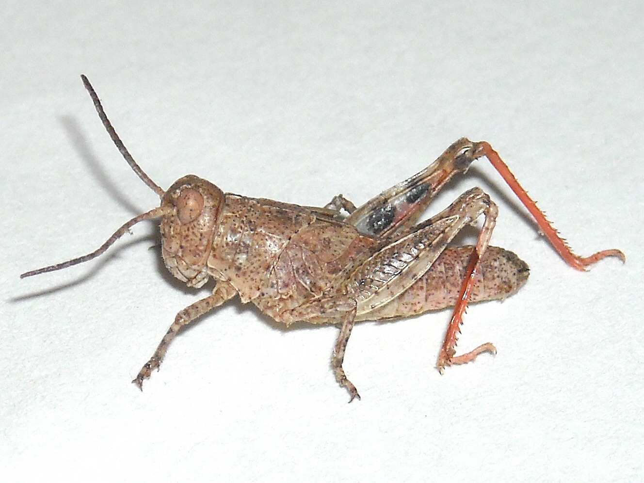  Fig. 2, fourth instar 