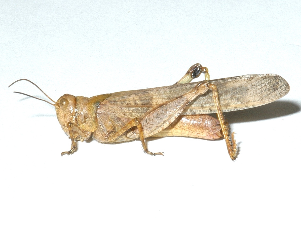  Fig. 2, adult female

