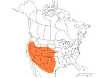  Geographic range of  Trimerotropis salina  (McNeill)
