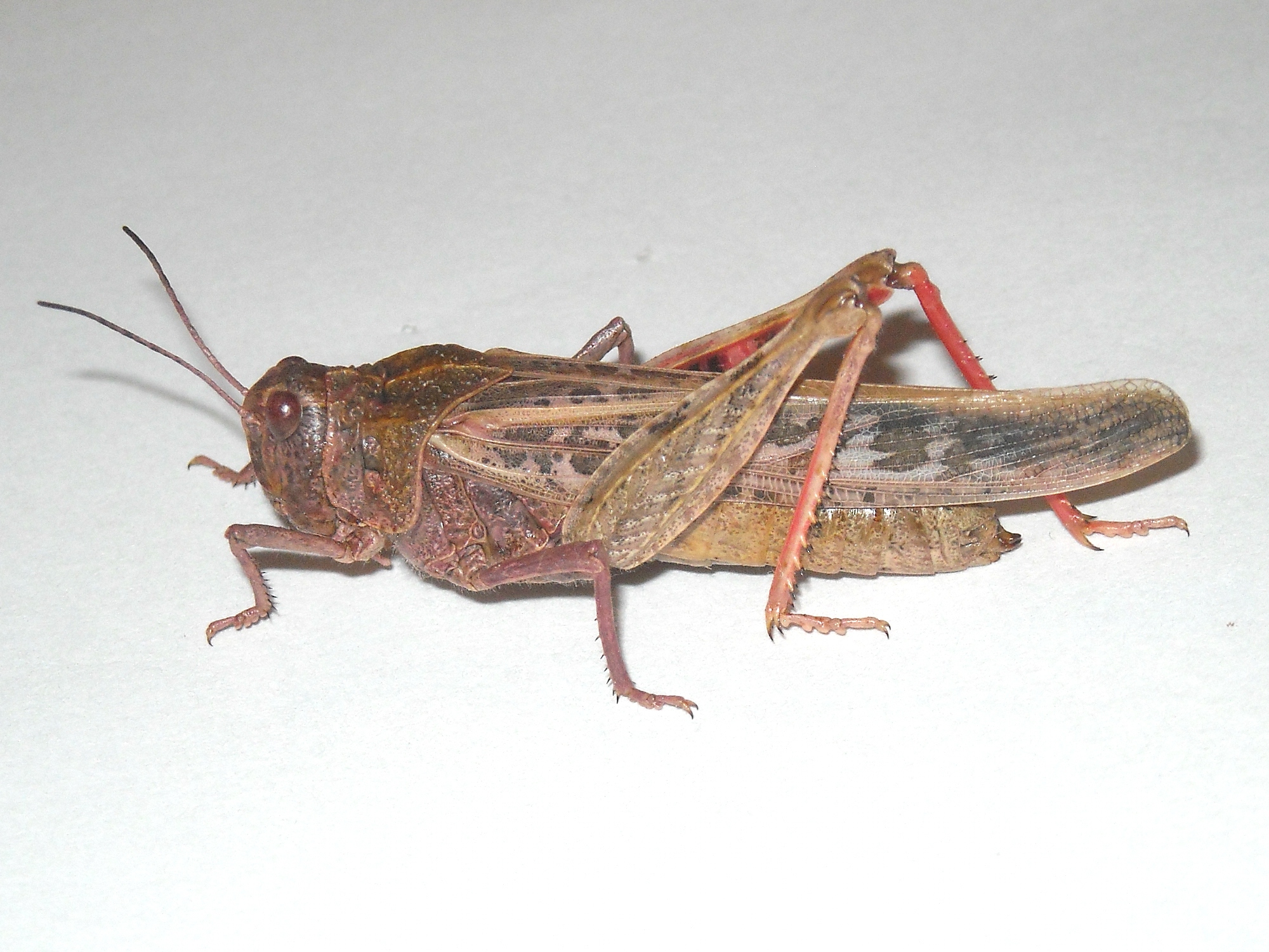  Fig. 2, adult female
