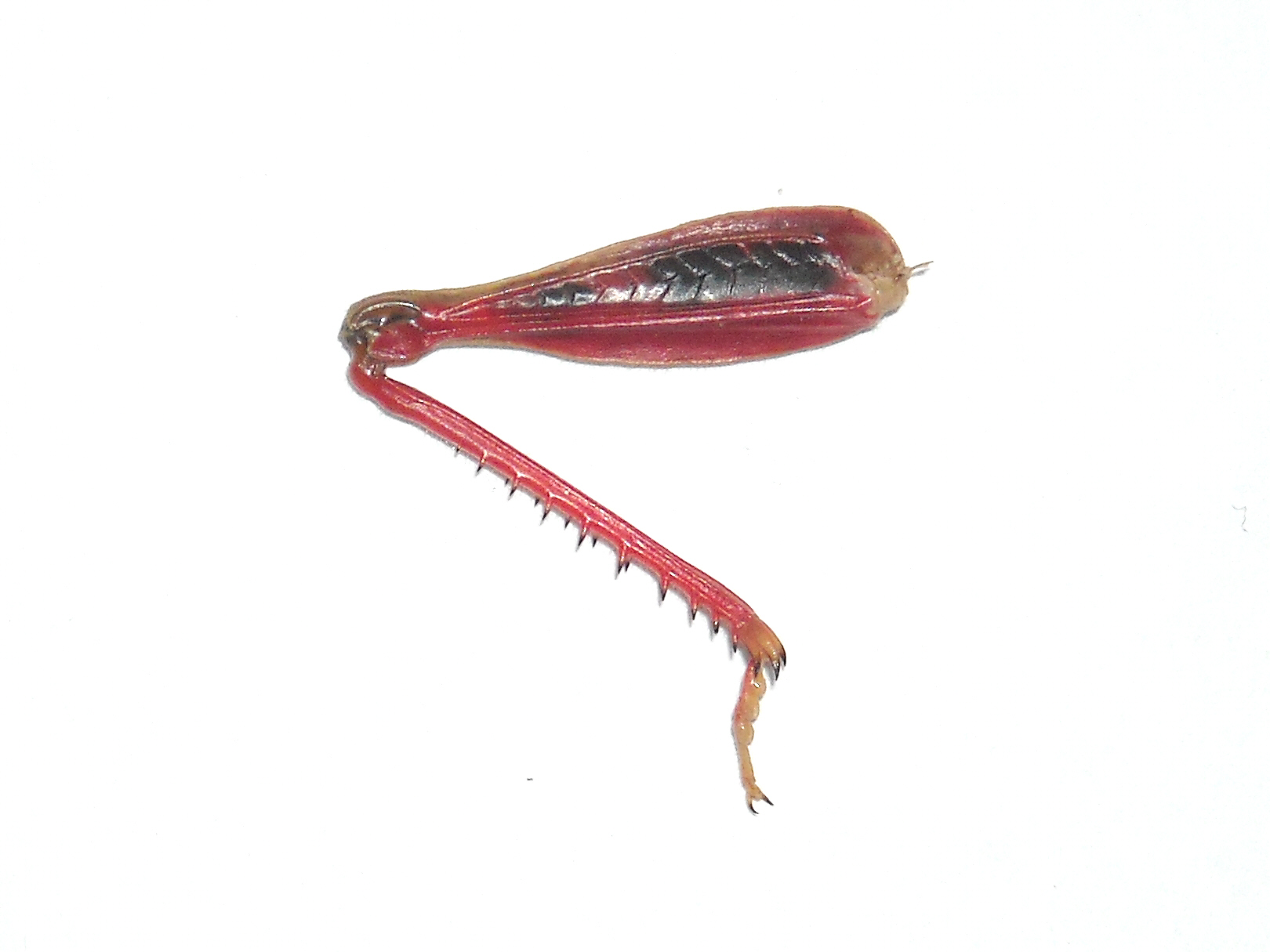  Fig. 3, inner view of hindleg
