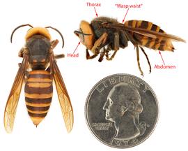   Vespa mandarinia , dorsal and lateral views with body parts labeled; photos by Hanna Royals and Todd Gilligan, USDA APHIS PPQ ITP 
