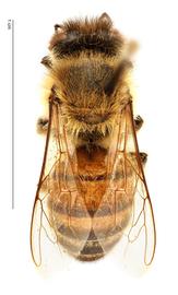   Apis mellifera , dorsal view; photo by Hanna Royals, USDA APHIS PPQ ITP 
