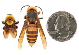   Bombus fervidus  (left) compared to  Vespa mandarinia  (right), dorsal view; photos by Hanna Royals and Todd Gilligan, USDA APHIS PPQ ITP 
