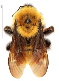   Bombus fervidus , dorsal view; photo by Hanna Royals, USDA APHIS PPQ ITP 
