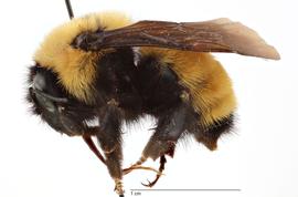   Bombus fervidus , lateral view; photo by Todd Gilligan, USDA APHIS PPQ ITP 
