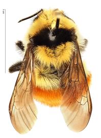   Bombus huntii , dorsal view; photo by Hanna Royals, USDA APHIS PPQ ITP 
