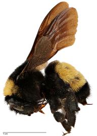   Bombus pennsylvanicus , lateral view; photo by Todd Gilligan, USDA APHIS PPQ ITP 
