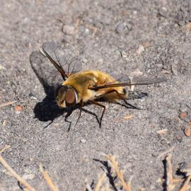   Bombylius major ; photo by Anne, iNaturalist 
