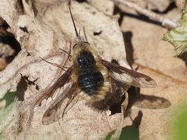   Bombylius major ; photo by Michael Knapp, iNaturalist 
