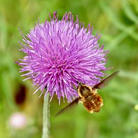   Bombylius major ; photo by drippingspringstransplant, iNaturalist 
