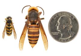   Dolichovespula arenaria  (left) compared to  Vespa mandarinia  (right), dorsal view; photos by Hanna Royals and Todd Gilligan, USDA APHIS PPQ ITP 
