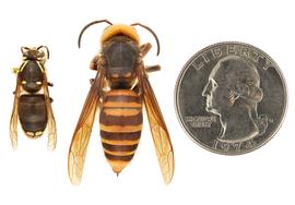   Dolichovespula maculata  (left) compared to  Vespa mandarinia  (right), dorsal view; photos by Hanna Royals and Todd Gilligan, USDA APHIS PPQ ITP 
