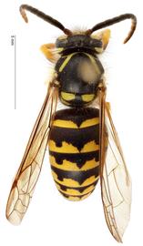   Dolichovespula arenaria , dorsal view; photo by Todd Gilligan, USDA APHIS PPQ ITP 
