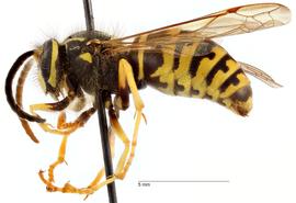   Dolichovespula arenaria , lateral view; photo by Todd Gilligan, USDA APHIS PPQ ITP 
