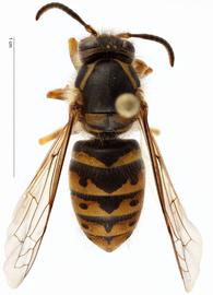   Dolichovespula arenaria , dorsal view; photo by Todd Gilligan, USDA APHIS PPQ ITP 
