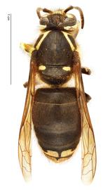   Dolichovespula maculata , dorsal view; photo by Hanna Royals, USDA APHIS PPQ ITP 
