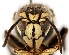   Dolichovespula maculata , anterior view; photo by Todd Gilligan, USDA APHIS PPQ ITP 
