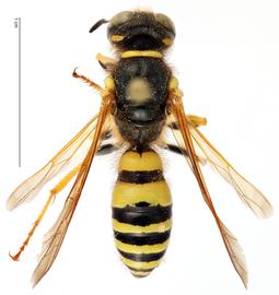   Philanthus bicinctus , dorsal view; photo by Todd Gilligan, USDA APHIS, PPQ ITP 
