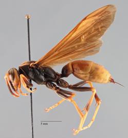   Polistes commanchus , lateral view; photo by Brennen Dyer, UC Davis 
