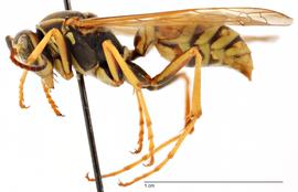   Polistes fuscatus , lateral view; photo by Todd Gilligan, USDA APHIS PPQ ITP 
