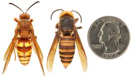   Sphecius grandis nbsp;(left) compared to  Vespa mandarinia  (right), dorsal view; photos by Hanna Royals and Todd Gilligan, USDA APHIS PPQ ITP 
