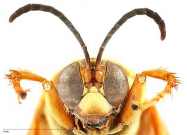   Sphecius speciosus , anterior view; photo by Todd Gilligan, USDA APHIS PPQ ITP 
