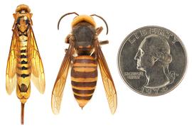   Tremex columba  (left) compared to  Vespa mandarinia  (right), dorsal view; photos by Hanna Royals and Todd Gilligan, USDA APHIS PPQ ITP 
