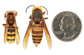   Vespa crabro ,nbsp;(left) compared to  Vespa mandarinia  (right), dorsal view; photos by Hanna Royals and Todd Gilligan, USDA APHIS PPQ ITP 
