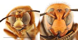   Sphecius speciosus  face (left) compared to  Vespa mandarinia  face (right), anterior view; photos by Hanna Royals and Todd Gilligan, USDA APHIS PPQ ITP 
