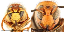   Vespa crabro  face (left) compared to  Vespa mandarinia  face (right), anterior view; photos by Hanna Royals and Todd Gilligan, USDA APHIS PPQ ITP 
