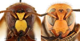   Vespa orientalis  face (left) compared to  Vespa mandarinia  face (right), anterior view; photos by Hanna Royals and Todd Gilligan, USDA APHIS PPQ ITP 
