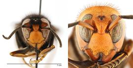   Vespa velutinanbsp; formnbsp;quot; nigrithorax quot; face (left) compared to  Vespa mandarinia  face (right), dorsal view; photos by Hanna Royals and Todd Gilligan, USDA APHIS PPQ ITP 
