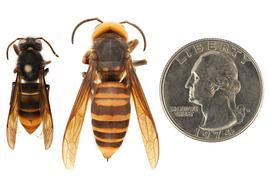   Vespa velutinanbsp; formnbsp;quot; nigrithorax quot;nbsp;(left) compared to  Vespa mandarinia  (right), dorsal view; photos by Hanna Royals and Todd Gilligan, USDA APHIS PPQ ITP 
